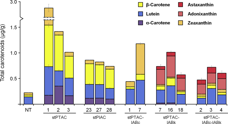 2A-linked bi-, tri-, and quad-cistrons for the stepwise biosynthesis of β-carotene, zeaxanthin, and ketocarotenoids in rice endosperm