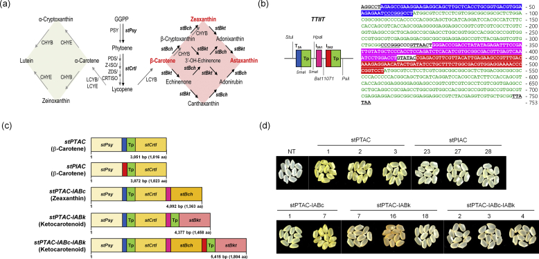 2A-linked bi-, tri-, and quad-cistrons for the stepwise biosynthesis of β-carotene, zeaxanthin, and ketocarotenoids in rice endosperm