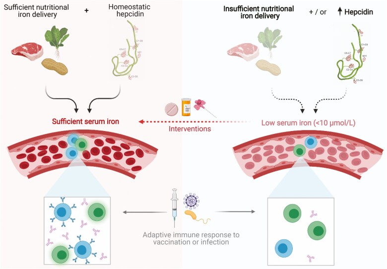 Adaptive immunity and vaccination - iron in the spotlight.