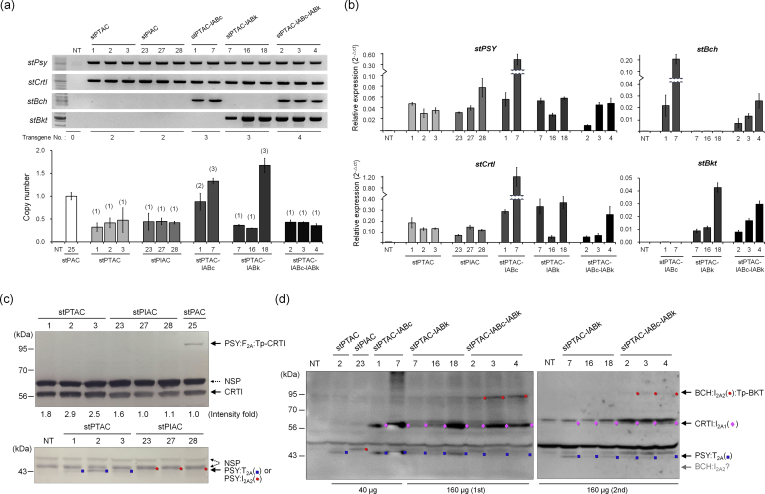 2A-linked bi-, tri-, and quad-cistrons for the stepwise biosynthesis of β-carotene, zeaxanthin, and ketocarotenoids in rice endosperm