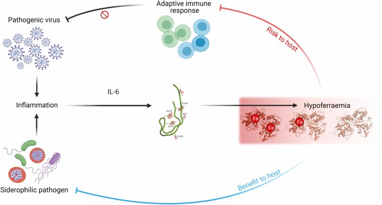 Adaptive immunity and vaccination - iron in the spotlight.