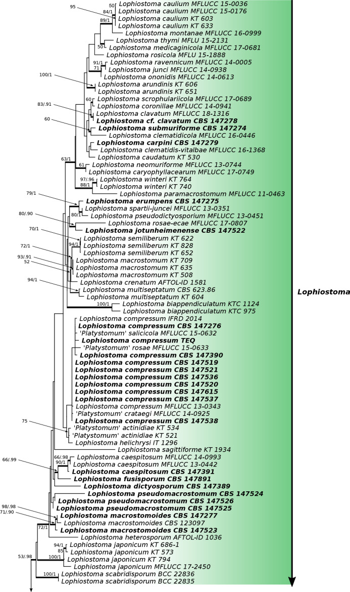 Multi-locus phylogenetic analysis of lophiostomatoid fungi motivates a broad concept of <i>Lophiostoma</i> and reveals nine new species.