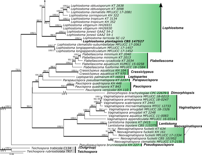 Multi-locus phylogenetic analysis of lophiostomatoid fungi motivates a broad concept of <i>Lophiostoma</i> and reveals nine new species.