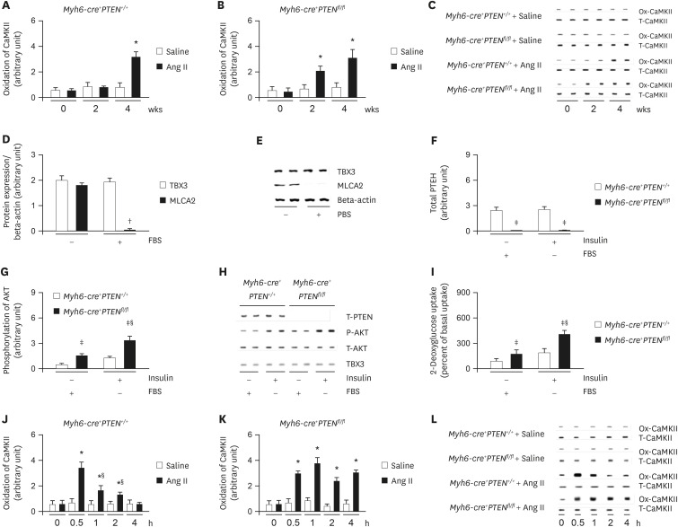 Insulin sensitization causes accelerated sinus nodal dysfunction through autophagic dysregulation in hypertensive mice.