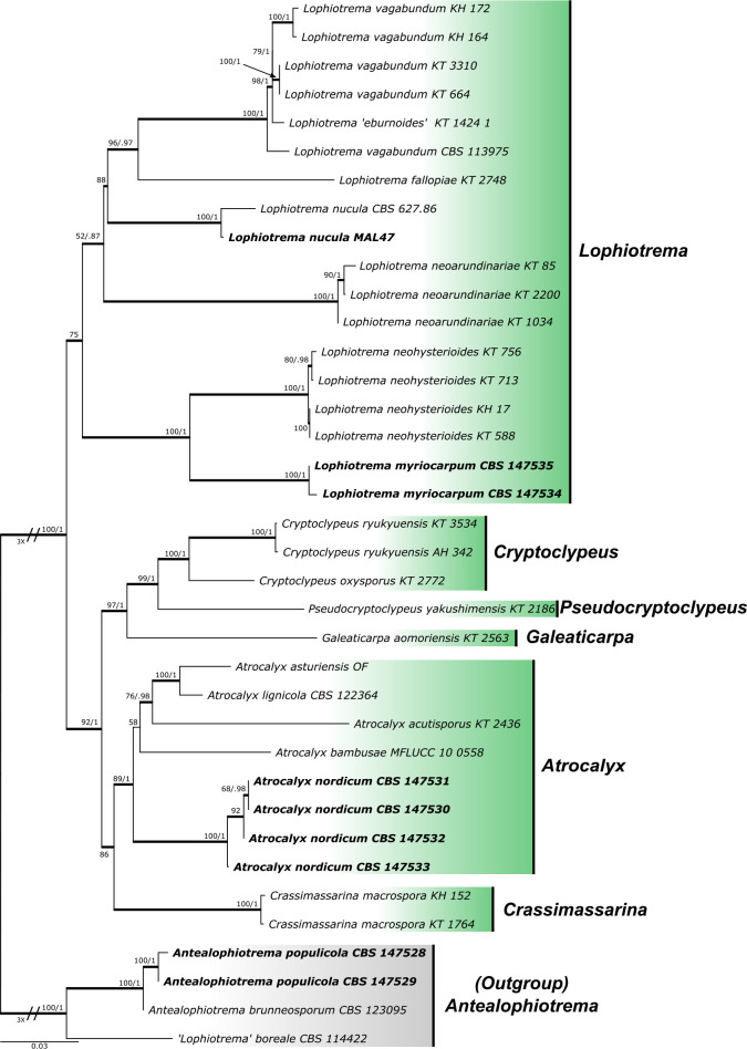 Multi-locus phylogenetic analysis of lophiostomatoid fungi motivates a broad concept of <i>Lophiostoma</i> and reveals nine new species.