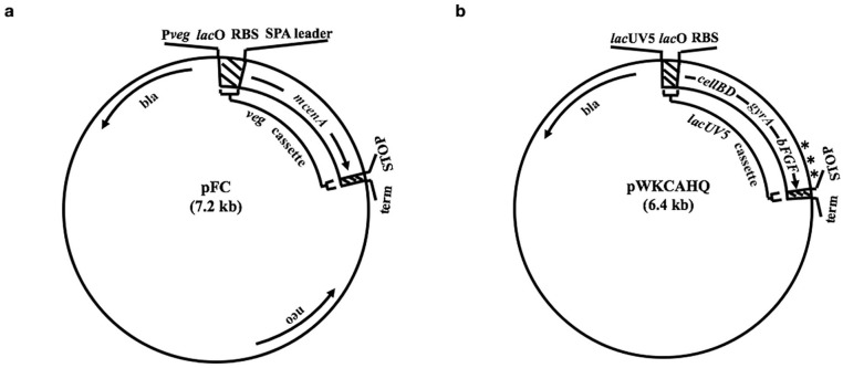 Spontaneous Cleavages of a Heterologous Protein, the CenA Endoglucanase of <i>Cellulomonas fimi</i>, in <i>Escherichia coli</i>.