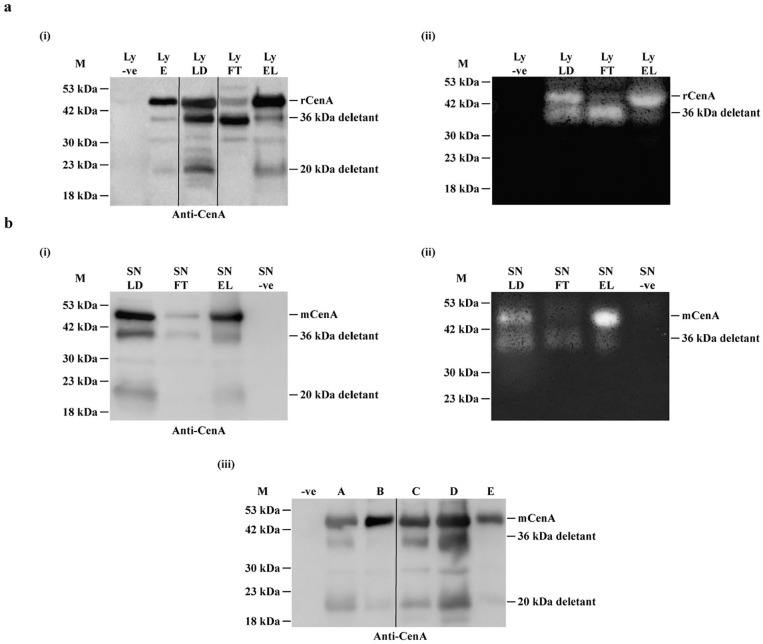 Spontaneous Cleavages of a Heterologous Protein, the CenA Endoglucanase of <i>Cellulomonas fimi</i>, in <i>Escherichia coli</i>.