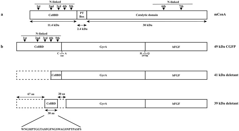 Spontaneous Cleavages of a Heterologous Protein, the CenA Endoglucanase of <i>Cellulomonas fimi</i>, in <i>Escherichia coli</i>.