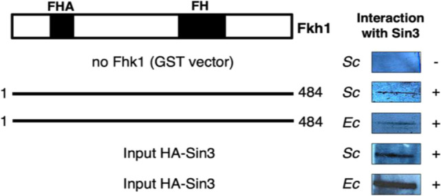 Forkhead transcription factor Fkh1: insights into functional regulatory domains crucial for recruitment of Sin3 histone deacetylase complex.