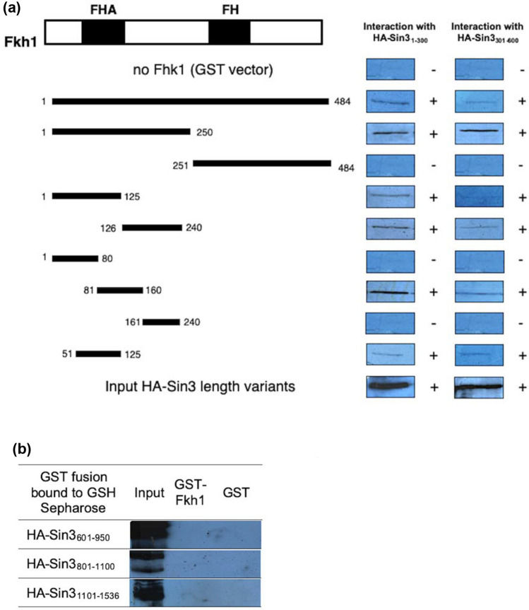 Forkhead transcription factor Fkh1: insights into functional regulatory domains crucial for recruitment of Sin3 histone deacetylase complex.