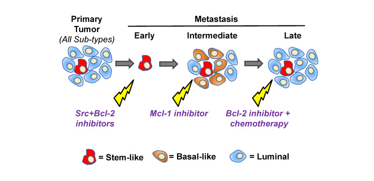 A precision approach to breast cancer treatment based on cell lineage-specific vulnerabilities.