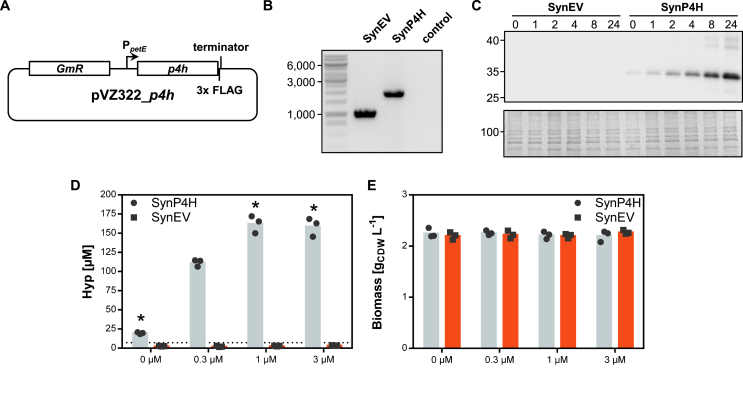 Trans-4-hydroxy-L-proline production by the cyanobacterium Synechocystis sp. PCC 6803