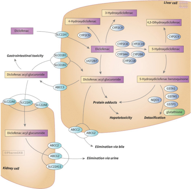 Drug-drug-gene interactions as mediators of adverse drug reactions to diclofenac and statins: a case report and literature review.