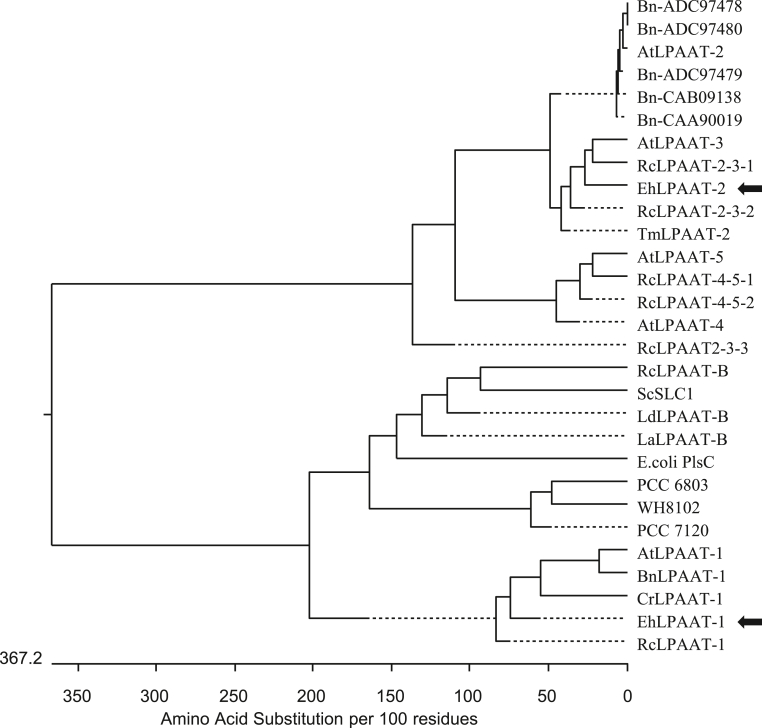 Co-expressing Eranthis hyemalis lysophosphatidic acid acyltransferase 2 and elongase improves two very long chain polyunsaturated fatty acid production in Brassica carinata