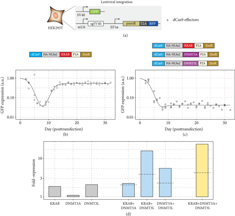 Durable CRISPR-Based Epigenetic Silencing.