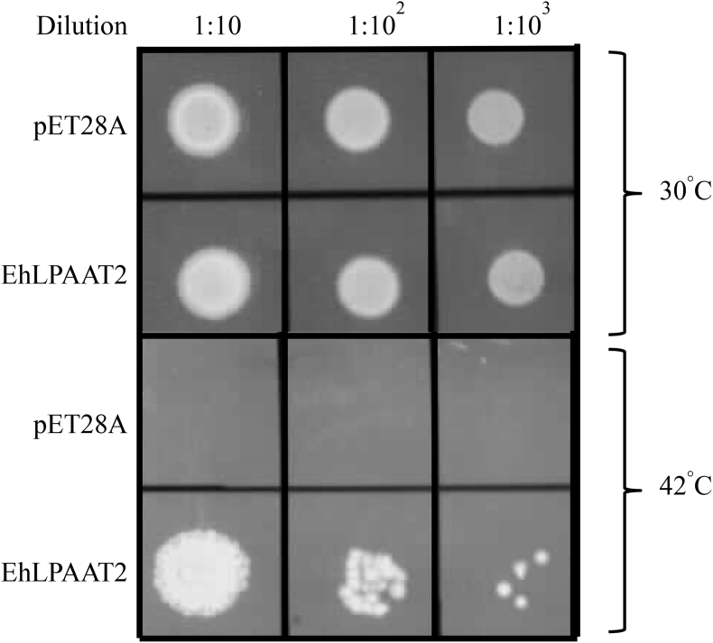 Co-expressing Eranthis hyemalis lysophosphatidic acid acyltransferase 2 and elongase improves two very long chain polyunsaturated fatty acid production in Brassica carinata