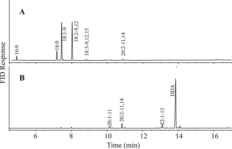 Co-expressing Eranthis hyemalis lysophosphatidic acid acyltransferase 2 and elongase improves two very long chain polyunsaturated fatty acid production in Brassica carinata