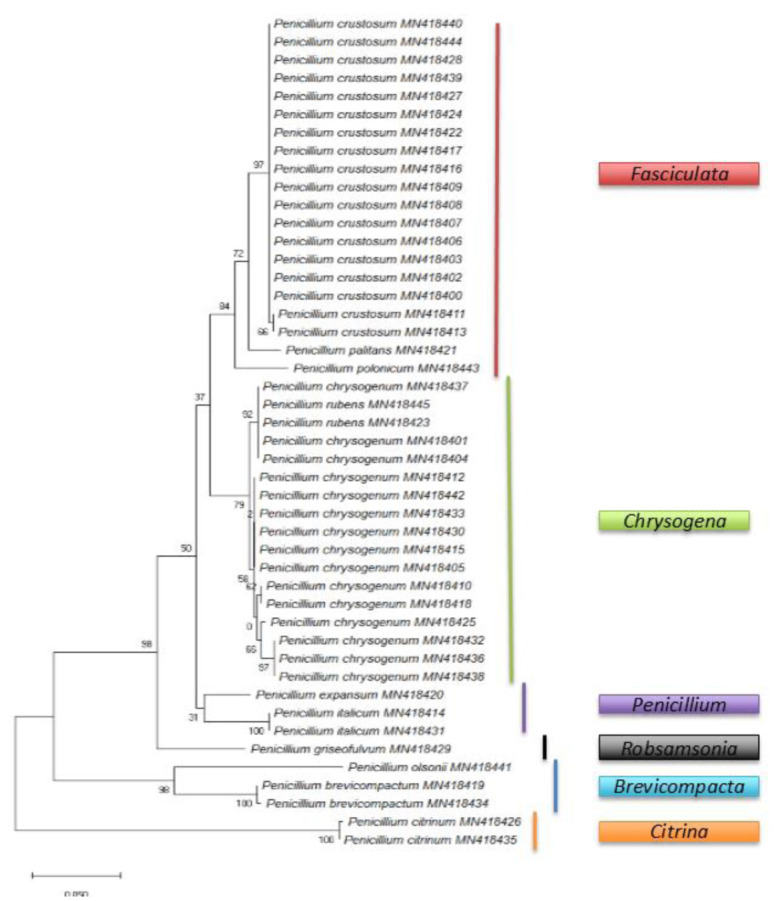 Phenotypic features and molecular study of airborne <i>Penicillium</i> species isolated in the northern part of the Persian Gulf, Bushehr, Iran.