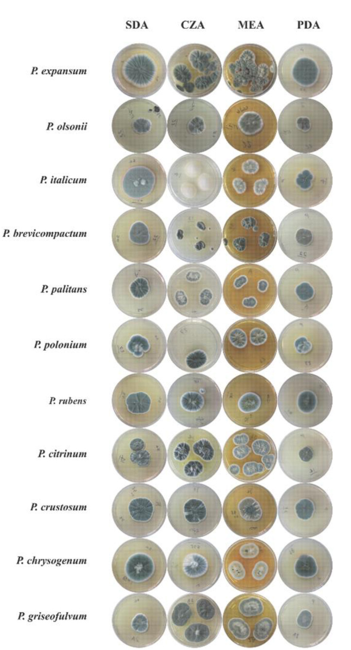 Phenotypic features and molecular study of airborne <i>Penicillium</i> species isolated in the northern part of the Persian Gulf, Bushehr, Iran.