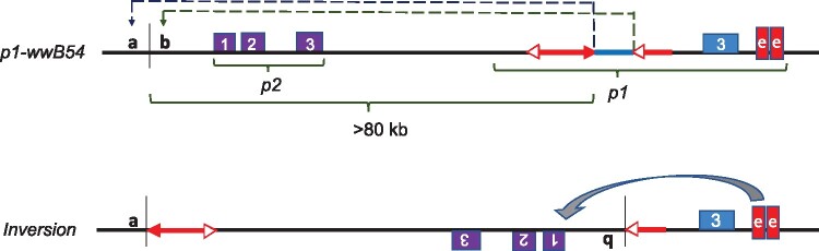 Transposon-induced inversions activate gene expression in the maize pericarp.