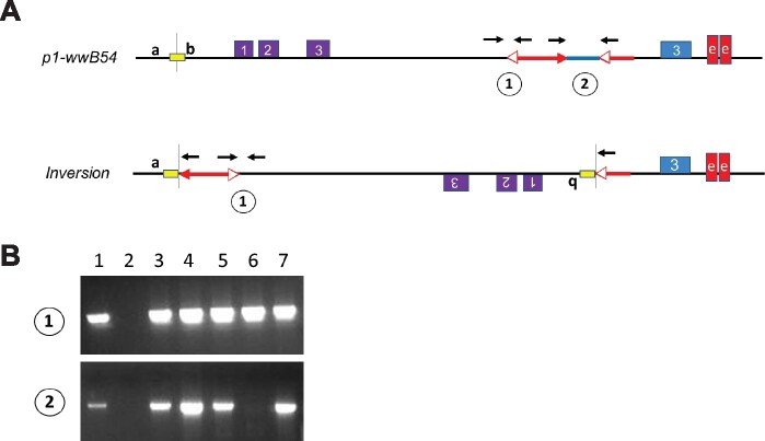 Transposon-induced inversions activate gene expression in the maize pericarp.