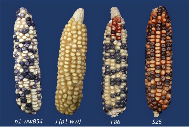 Transposon-induced inversions activate gene expression in the maize pericarp.