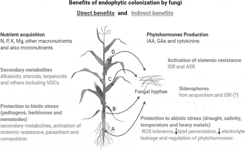 Endophytic fungi: a tool for plant growth promotion and sustainable agriculture.