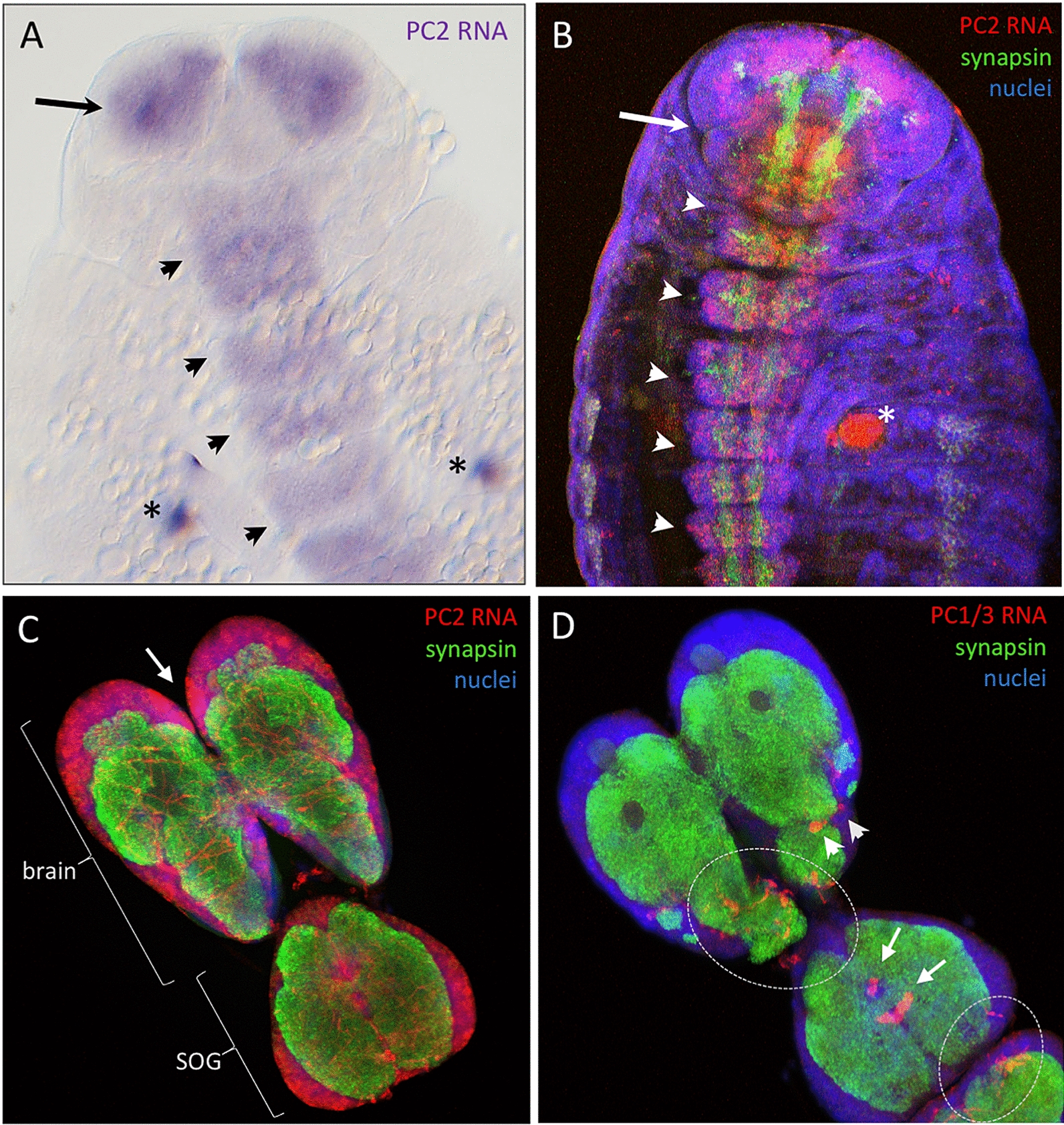 Cell-specific expression and individual function of prohormone convertase PC1/3 in Tribolium larval growth highlights major evolutionary changes between beetle and fly neuroendocrine systems.