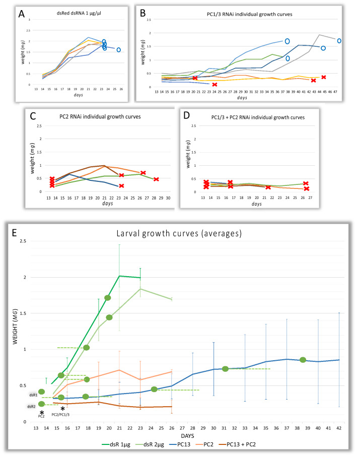 Cell-specific expression and individual function of prohormone convertase PC1/3 in Tribolium larval growth highlights major evolutionary changes between beetle and fly neuroendocrine systems.