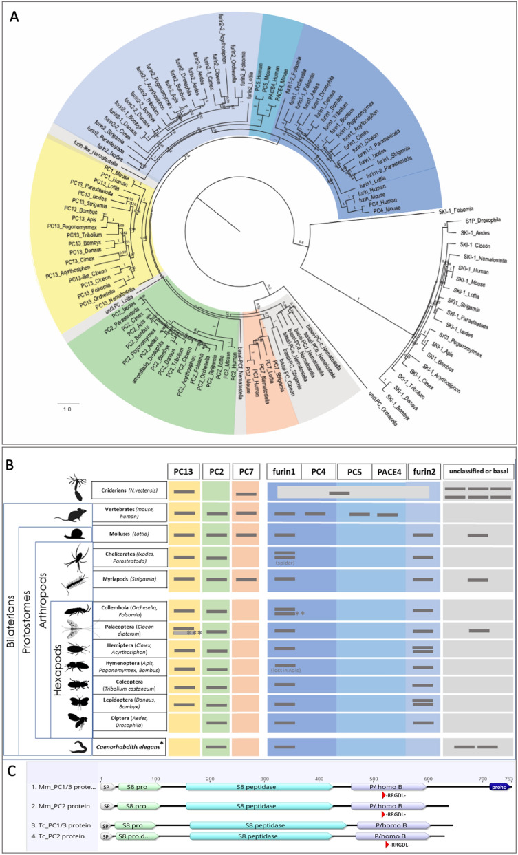 Cell-specific expression and individual function of prohormone convertase PC1/3 in Tribolium larval growth highlights major evolutionary changes between beetle and fly neuroendocrine systems.