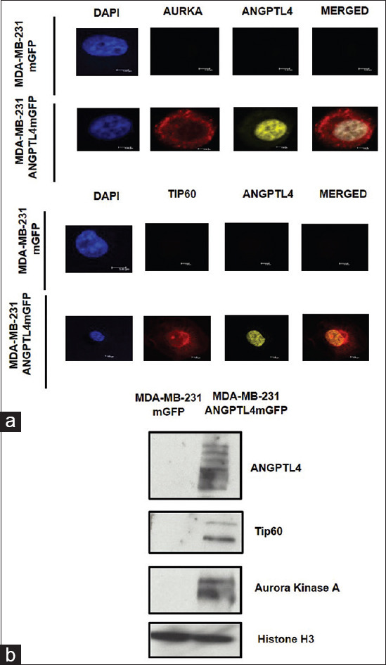 Angiopoietin-like protein 4 is a chromatin-bound protein that enhances mammosphere formation <i>in vitro</i> and experimental triple-negative breast cancer brain and liver metastases <i>in vivo</i>.