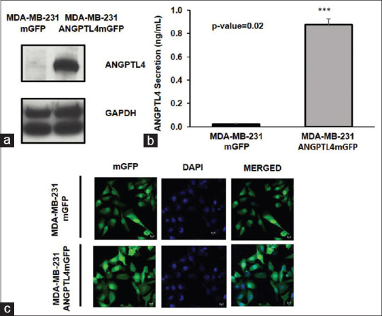 Angiopoietin-like protein 4 is a chromatin-bound protein that enhances mammosphere formation <i>in vitro</i> and experimental triple-negative breast cancer brain and liver metastases <i>in vivo</i>.