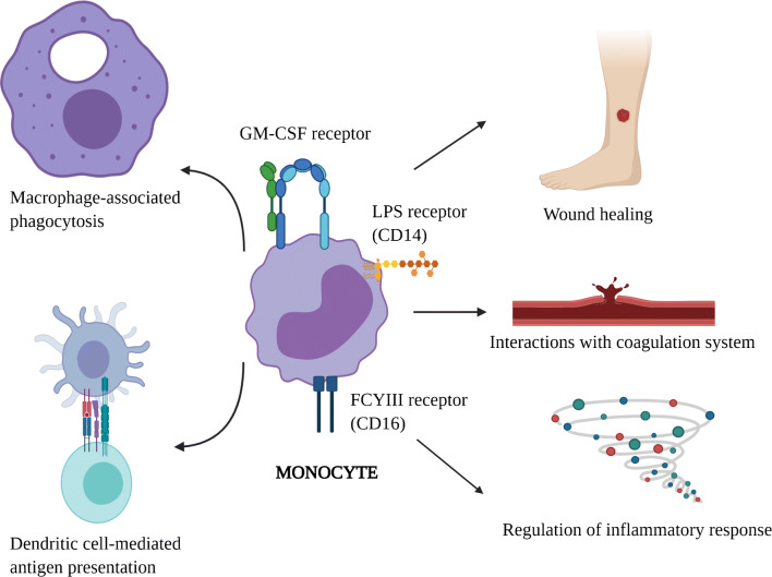 Differential Diagnosis and Workup of Monocytosis: A Systematic Approach to a Common Hematologic Finding.