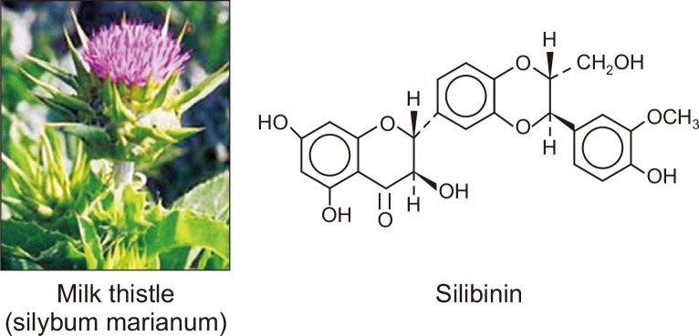 Protective Effects of Silibinin on <i>Helicobacter pylori</i>-induced Gastritis: NF-κB and STAT3 as Potential Targets.