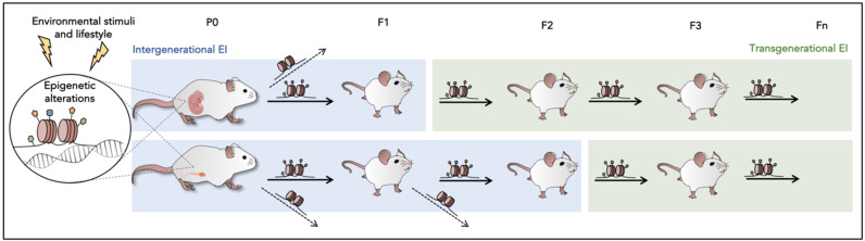 The Contribution of Epigenetic Inheritance Processes on Age-Related Cognitive Decline and Alzheimer's Disease.