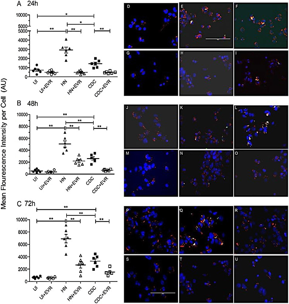 Everolimus-induced effector mechanism in macrophages and survivability of Erdman, CDC1551 and HN878 strains of <i>Mycobacterium tuberculosis</i> infection.