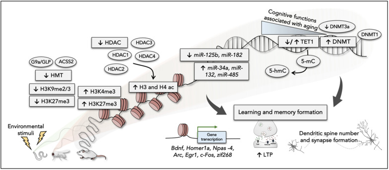 The Contribution of Epigenetic Inheritance Processes on Age-Related Cognitive Decline and Alzheimer's Disease.