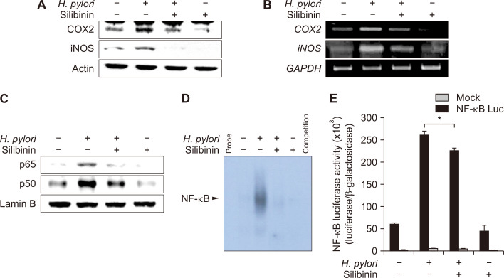 Protective Effects of Silibinin on <i>Helicobacter pylori</i>-induced Gastritis: NF-κB and STAT3 as Potential Targets.