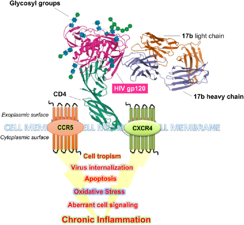 Impact of human immunodeficiency virus on pulmonary vascular disease.