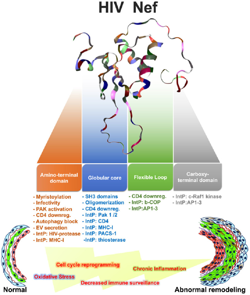 Impact of human immunodeficiency virus on pulmonary vascular disease.