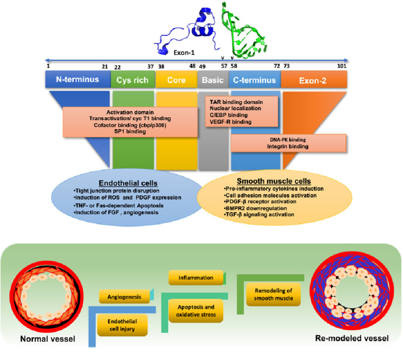 Impact of human immunodeficiency virus on pulmonary vascular disease.