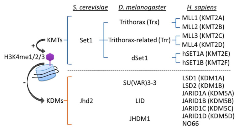 H3K4 Methylation in Aging and Metabolism.