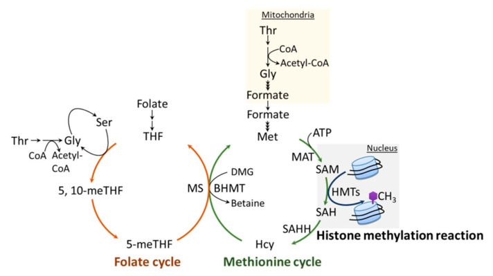 H3K4 Methylation in Aging and Metabolism.