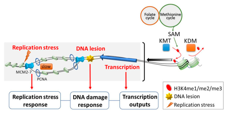 H3K4 Methylation in Aging and Metabolism.