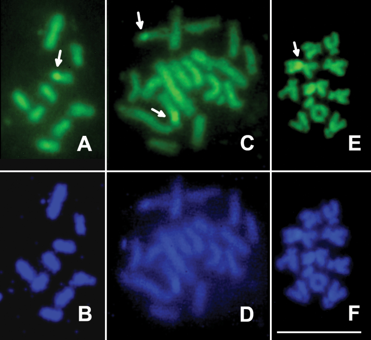 Chromosomes of three gall wasps of the tribe Aylacini (Hymenoptera, Cynipidae).