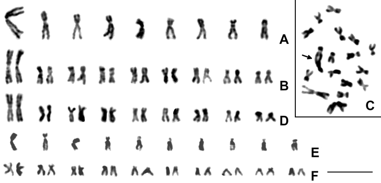 Chromosomes of three gall wasps of the tribe Aylacini (Hymenoptera, Cynipidae).