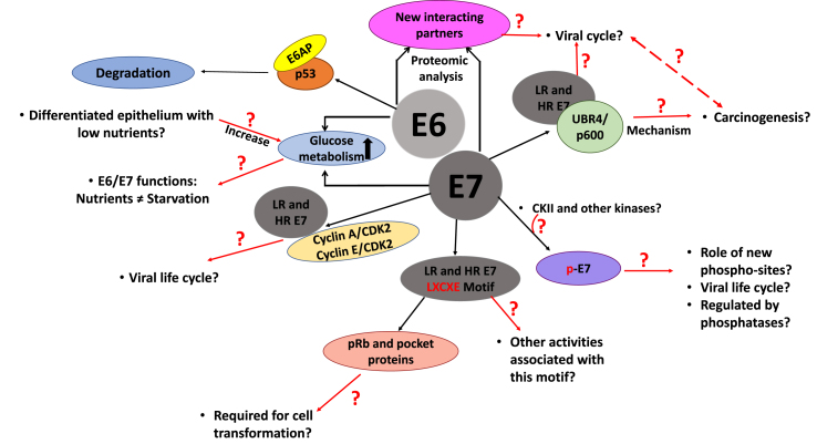 Human papillomavirus E6 and E7: What remains?