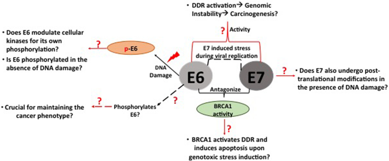 Human papillomavirus E6 and E7: What remains?