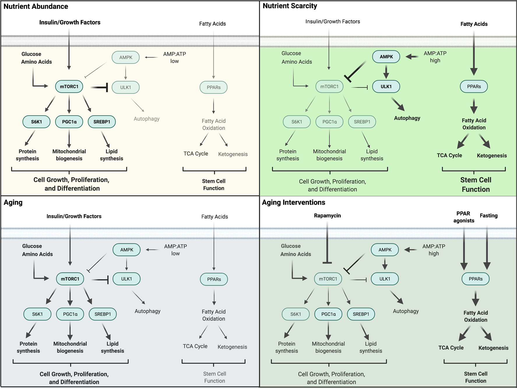 Metabolic Regulation of Stem Cells in Aging.