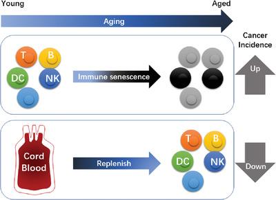 The potential of cord blood to replenish young immune cells against cancer